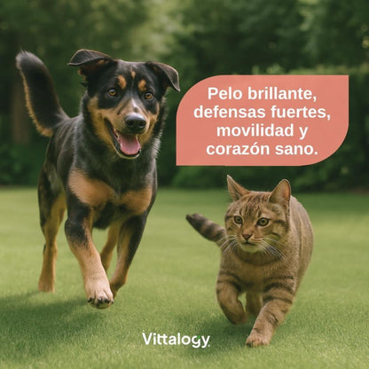 Vittalogy Aceite de Salmón para Perros y Gatos Triplo 3x500ml-2
